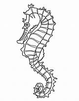 Seahorse Coloring Seaweed Drawing Outline Pages Template Line Easy Realistic Templates Colouring Sea Horse Crafts Shape Kelp Printable Drawings Onto sketch template