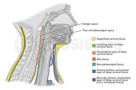 investing layers  deep cervical fascia layers
