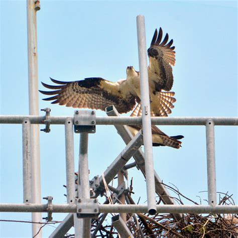 nesting pair confirmed  iowa department  natural reso flickr