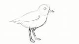 Draw Plover Piping sketch template