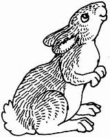 Rabbit Coloring Pages Clipart Animals Peter Cliparts Porcupine Bunnies Prairie Cottontail Pitchers Library Popular sketch template