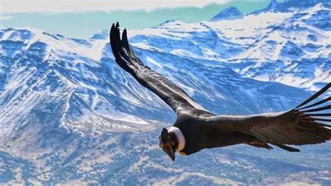 [foto] La Increíble Imagen De Cóndor Andino Desde La Cordillera Tele 13