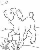 Domba Putih Hitam Hewan Mewarnai Schaf Cool2bkids Malvorlagen Kartun Binatang Schafe Ausmalbilder Paud Malvorlage Animasi Marimewarnai Tk Sangat sketch template