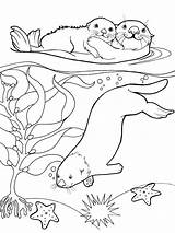 Pages Otter Coloring Printable sketch template
