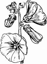 Hollyhock Rysunek Kwiat Malwy Kwiaty Malwa Kolorowanki Druku Obraz Posty Cię Zainteresować Mogą sketch template