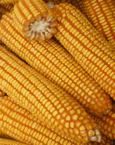 maize maize grain    paithan aurangabad ajeet seeds pvt  id