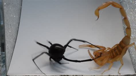 Scorpion Vs Black Widow Warning May Be Disturbing To