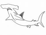 Shark Hammerhead Coloringhome Sharks Spelling Popular sketch template