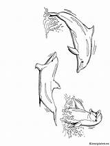 Kleurplaat Dolfijnen Kleurplaten Dolphins sketch template