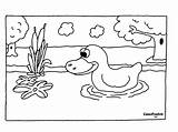 Pond Duck Coloring Animals Ducks Pages sketch template
