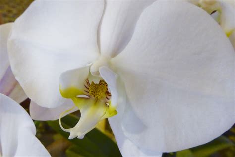 white orchid phalaenopsis amabilis  stock photo public domain