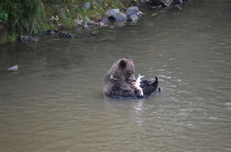 grizzly bear eating style  grizzly bear tours whale watching