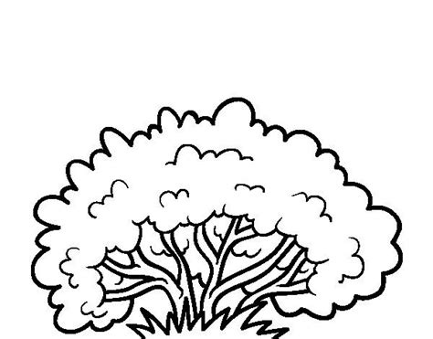 image result  bushes clip art coloring pages colorful pictures