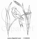 Bobolink Bird Wheat Grass Clipart Cartoon Outlined Coloring Picsburg Vector Royalty Illustration Pecking Birds Ground Clipground Clipartof sketch template