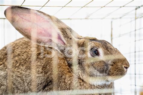 rabbit  bunny  cell  farm stock photo royalty  freeimages