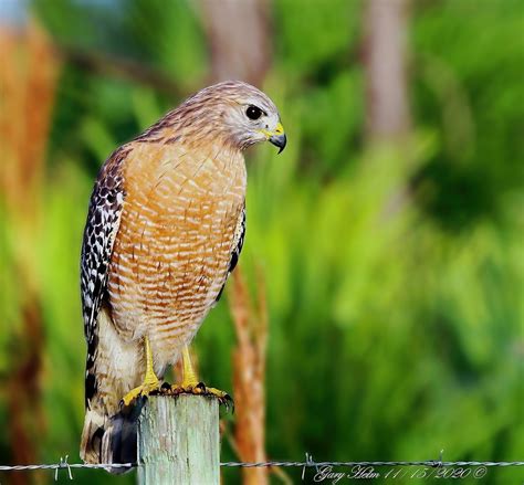 red shouldered hawk buteo lineatus red shouldered hawks flickr