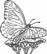 Butterfly Monarch Line Drawing Coloring Getdrawings Printable Pages sketch template