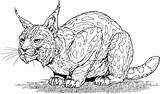 Lynx Coloring Pages Kids Printable Cat Animal sketch template