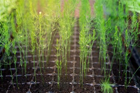 grow asparagus diy garden