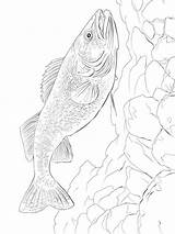 Freshwater Ecosystem Fish sketch template