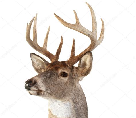 whitetail deer head  left stock photo  deepspacedave