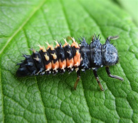 marienkaefer larve foto bild insekten natur tiere bilder auf
