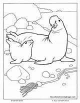 Coloring Seal Pages Sea Ocean Elephant Animals Printable Animal Color Kids Book Template Seashore Cute Leopard Monk Colouring Seals Navy sketch template