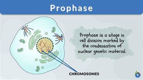 prophase definition  examples biology  dictionary