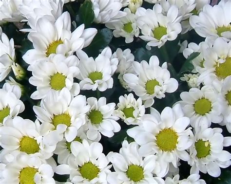 daisy symbolism great personal growth sunsignsorg