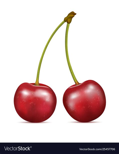 cherry fruits  white royalty  vector image