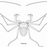 Illustration Whip Spider sketch template