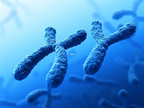 Is The Y Chromosome Dying Out Will A New Sex Gene Could Be The Future