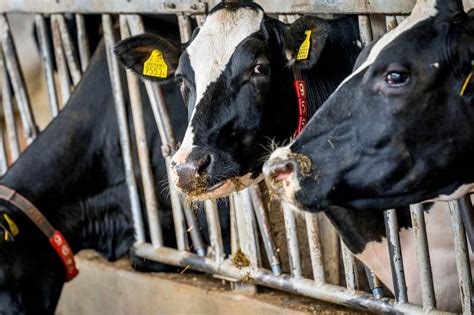onderzoek ziet kansen lagere uitstoot veehouderij nieuwsbericht klimaatakkoord