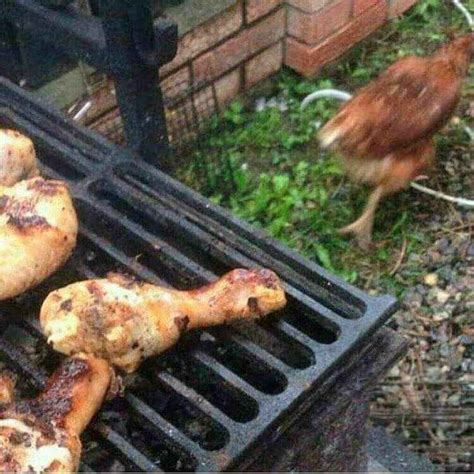 cursed images filling  day  nope funny chicken pictures