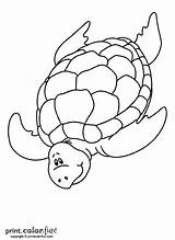 Turtle Swimming Printable Coloring Pages Print Printables Printcolorfun Color Version sketch template