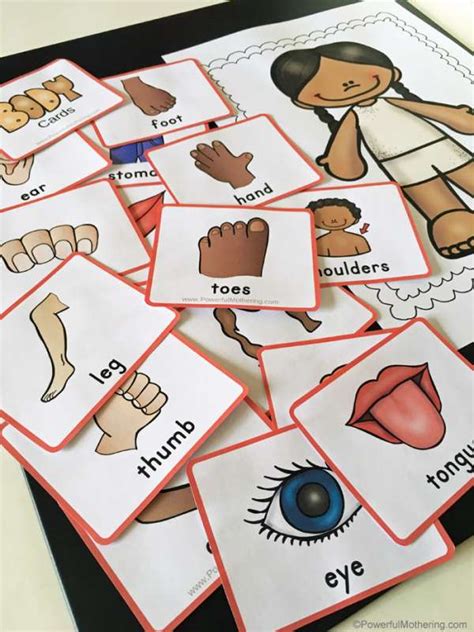 printable body parts matching game lesson plans