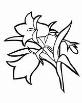 Coloring Bellflower Pages Flowers sketch template