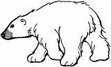 Polar Bear Coloring Pages Print sketch template