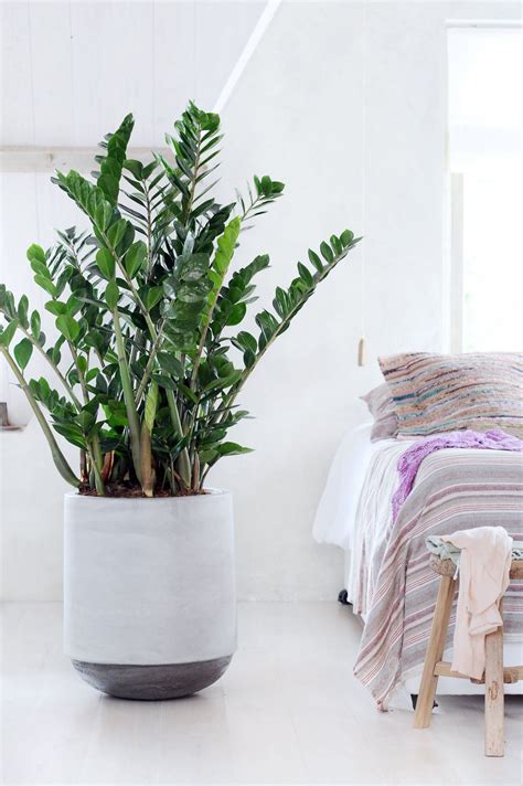 die richtige zimmerpflanze fuer das schlafzimmer reinigen luft und von
