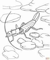 Coloring Earwig Pages Riparian Jabberwocky Bugs Drawing Template Skip Main sketch template