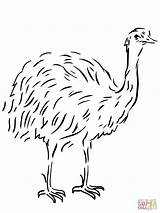 Emu Australian Coloring Flightless Bird Pages Template Colouring Animal Drawing Printable Templates Vogel Ausmalbild Color Flag Tiere Birds Kangaroos Ausmalbilder sketch template