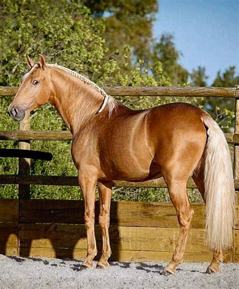 palomino puro sangue lusitano stallion photo rita fernandes beautiful horses palomino
