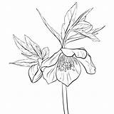 Hellebore Fleur Botanical Vecteur Gemerkt sketch template