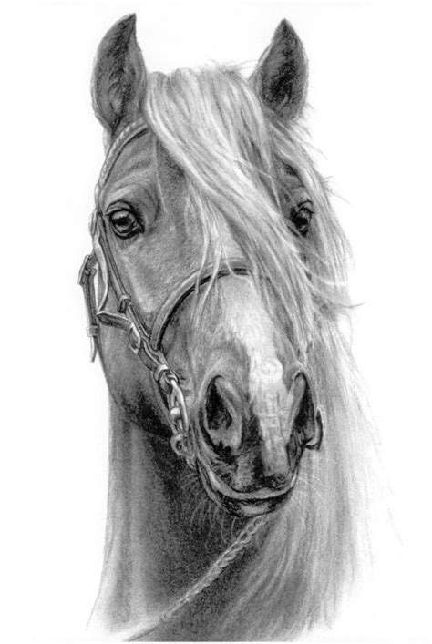 pencil sketch horse head pencildrawing