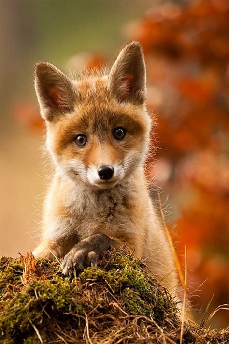 wolf adorable animals pinterest wolf foxes  animal