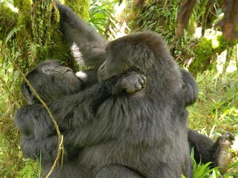 relações sexuais entre gorilas fêmeas são documentadas pela primeira vez br