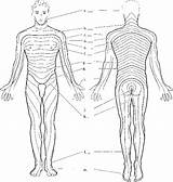Dermatomes Spinal Cord Nursing Color Human Body Sensation School C6 C5 Anatomy Rr Skin Rrnursingschool Biz Choose Board Label C7 sketch template