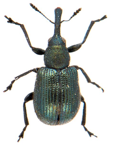 neocoenorrhinus germanicus uk beetles