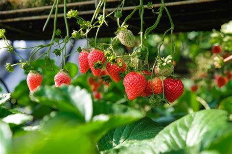 foolproof guide  growing strawberries  containers garden  happy