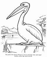 Pelican Drawing Coloring Pages Drawings Animal Brown Printable Children Sheet Sheets Kids Bird Birds Animals Color Print Wild Getdrawings Popular sketch template
